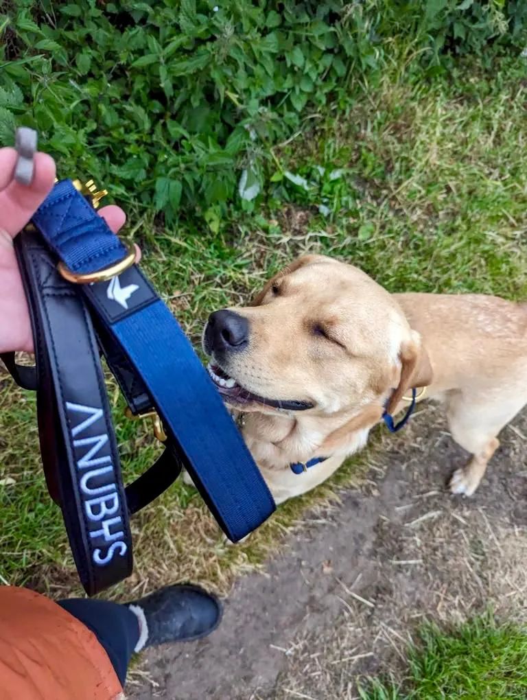 A dog wearing a black Anubys tactical harness
