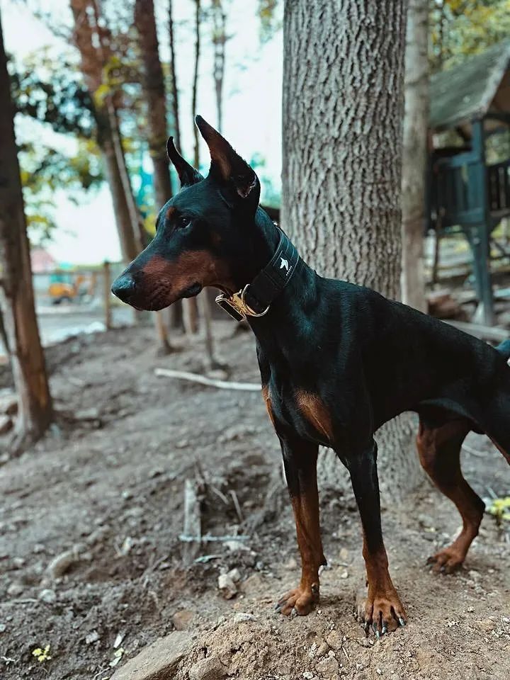 A dobermann wearing an Anubys collar