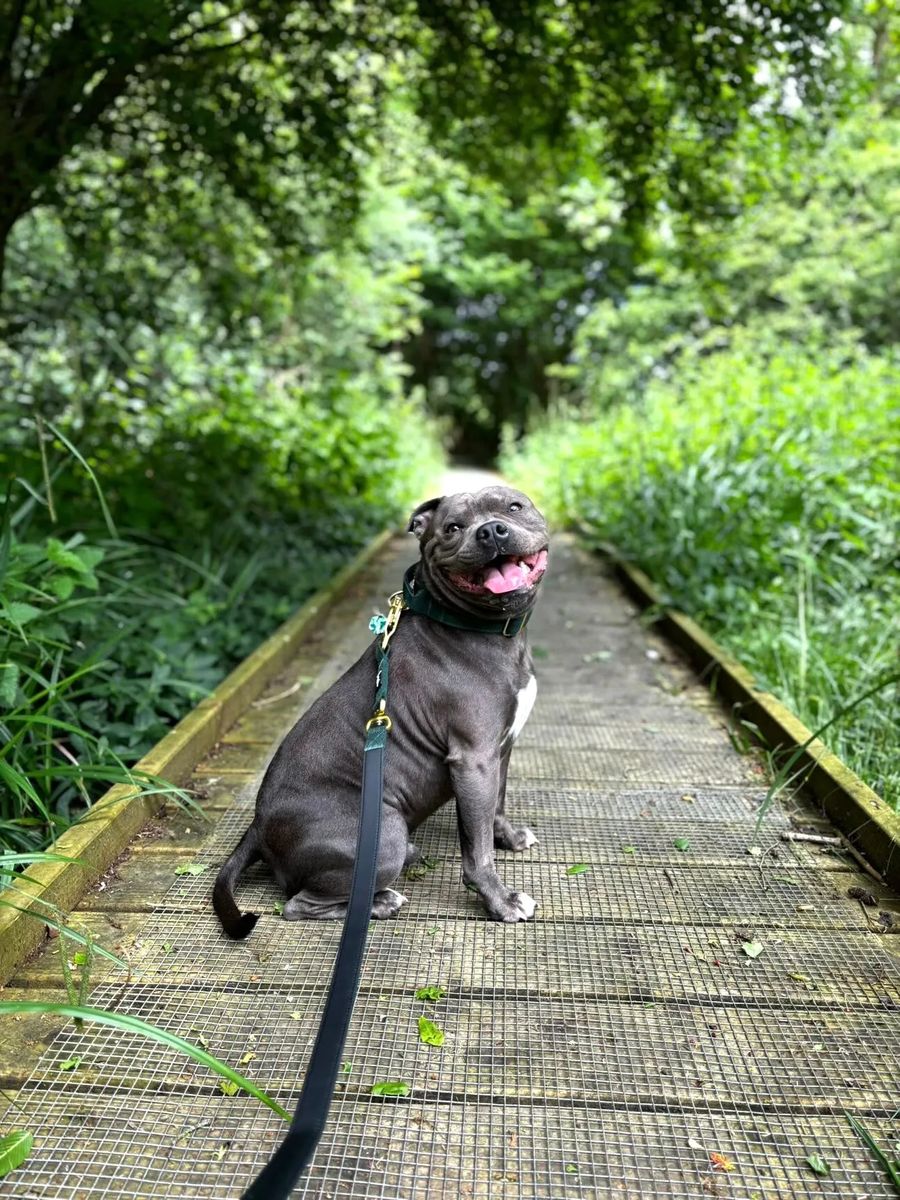 A staffy on a boardwalk in Anubys gear