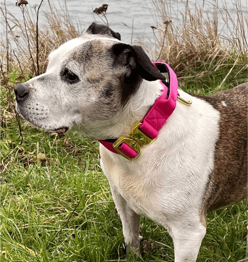 A staffy wearing the Anubys elite collar in magenta