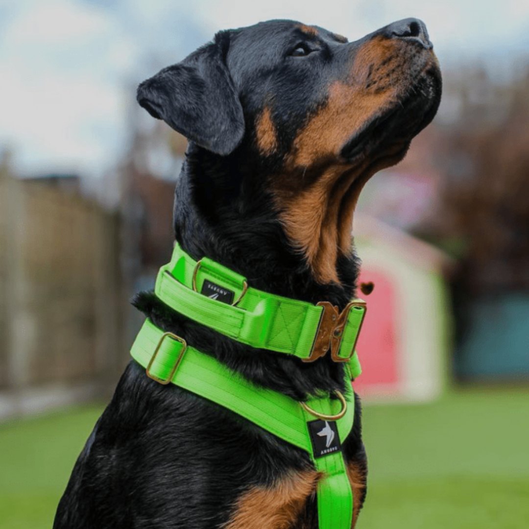 A rottweiler wearing the Anubys elite collar in neon green