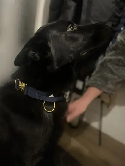 Lucy&rsquo;s dog wearing the Anubys 4cm Elite Tactical Collar