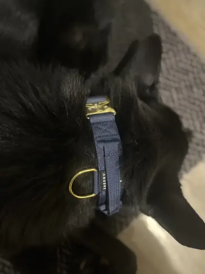 Lucy&rsquo;s dog wearing the Anubys 4cm Elite Tactical Collar
