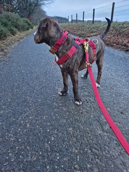 Fiona&rsquo;s dog wearing the Anubys 4cm Elite Tactical Collar