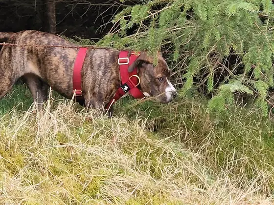 Fiona&rsquo;s dog wearing the Anubys 4cm Elite Tactical Collar