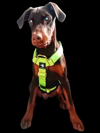 Josh s.&rsquo;s dog wearing the Anubys Tactical Harness