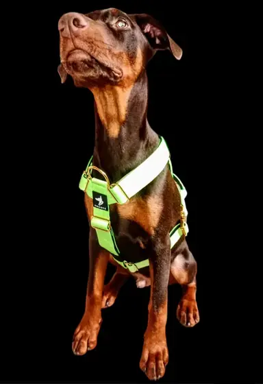 Josh s.&rsquo;s dog wearing the Anubys Tactical Harness