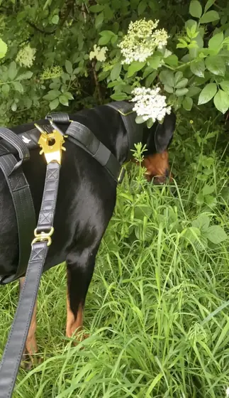 Georgina&rsquo;s dog wearing the Anubys Vegan Leather Harness