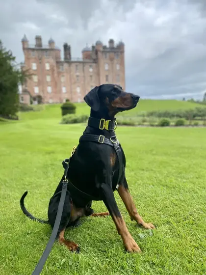 Georgina&rsquo;s dog wearing the Anubys Vegan Leather Leash
