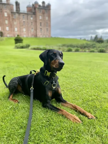 Georgina&rsquo;s dog wearing the Anubys Vegan Leather Leash