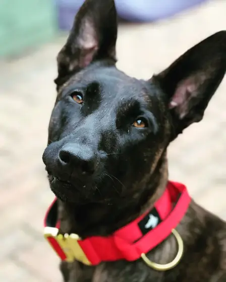 Laura B.&rsquo;s dog wearing the Anubys 5cm Elite Tactical Collar