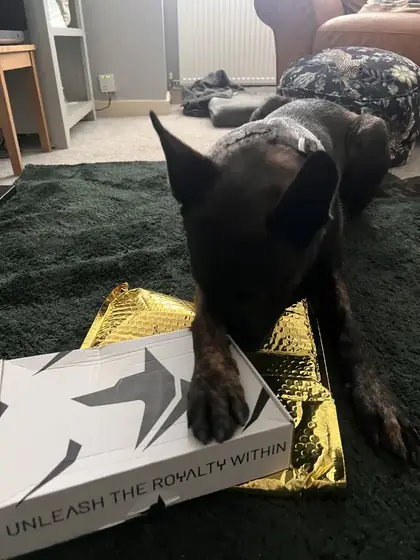 Laura B.&rsquo;s dog wearing the Anubys 5cm Elite Tactical Collar