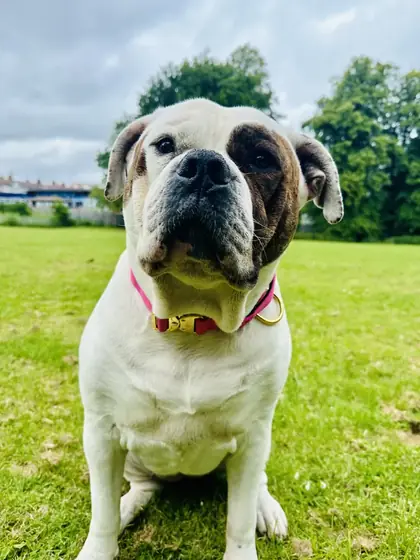 Fallon&rsquo;s dog wearing the Anubys 4cm Elite Tactical Collar