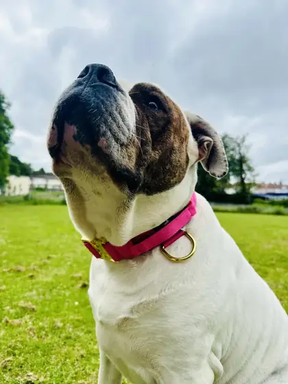 Fallon&rsquo;s dog wearing the Anubys 4cm Elite Tactical Collar