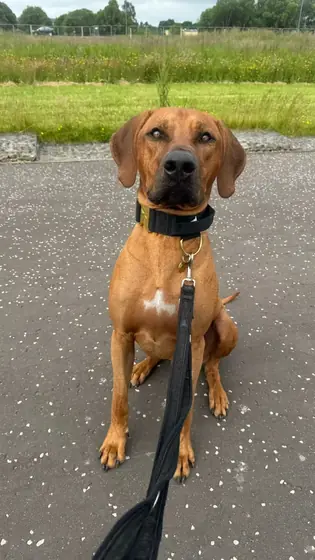 Valerie D.&rsquo;s dog wearing the Anubys 5cm Elite Tactical Collar