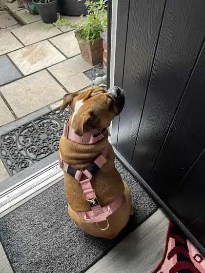 Briony O.&rsquo;s dog wearing the Anubys Tactical Harness