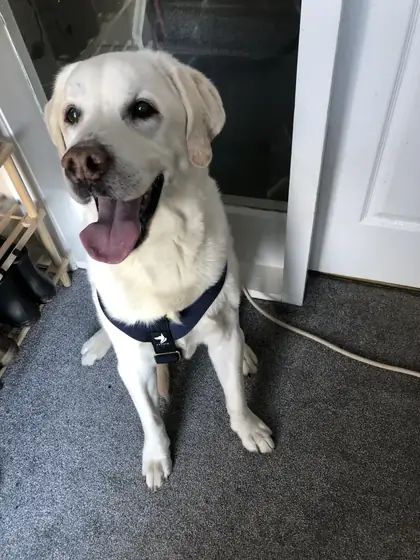 Elaine B.&rsquo;s dog wearing the Anubys Tactical Harness