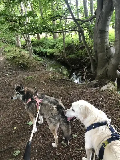 Elaine B.&rsquo;s dog wearing the Anubys Tactical Harness