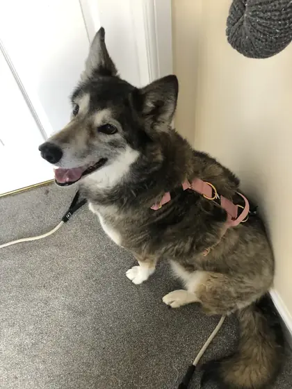 Elaine B.&rsquo;s dog wearing the Anubys Tactical Harness