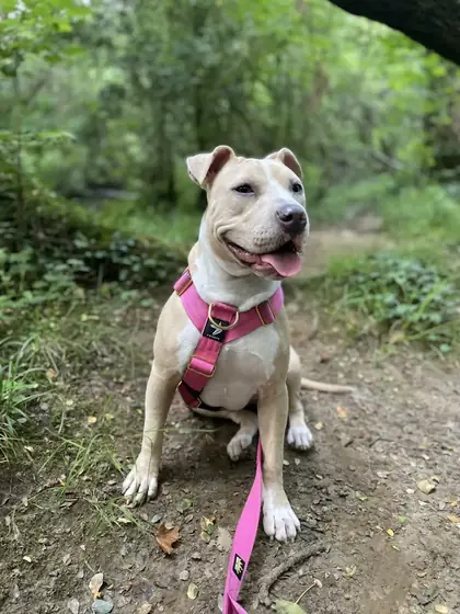 Levi C.&rsquo;s dog wearing the Anubys Tactical Harness
