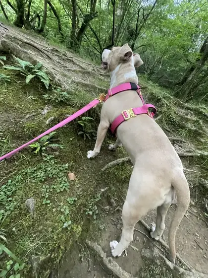 Levi C.&rsquo;s dog wearing the Anubys Tactical Harness