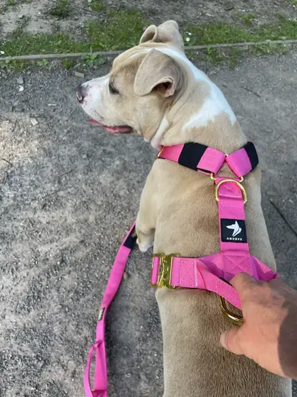 Levi C.&rsquo;s dog wearing the Anubys Tactical Harness