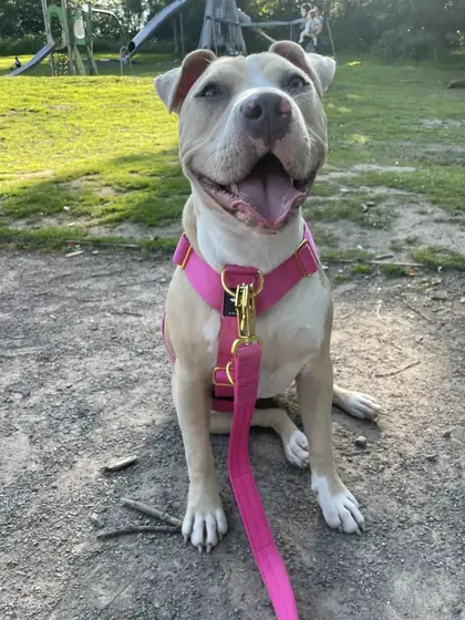 Levi C.&rsquo;s dog wearing the Anubys Tactical Harness