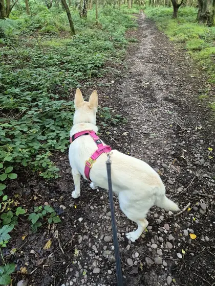 julie p.&rsquo;s dog wearing the Anubys Tactical Harness