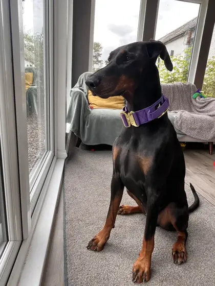 Samantha P.&rsquo;s dog wearing the Anubys 5cm Elite Tactical Collar