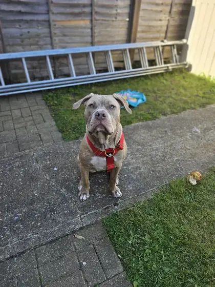 Stacey J.&rsquo;s dog wearing the Anubys Tactical Harness