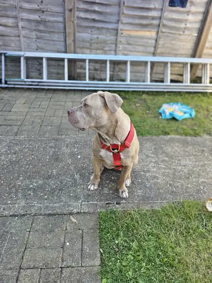 Stacey J.&rsquo;s dog wearing the Anubys Tactical Harness