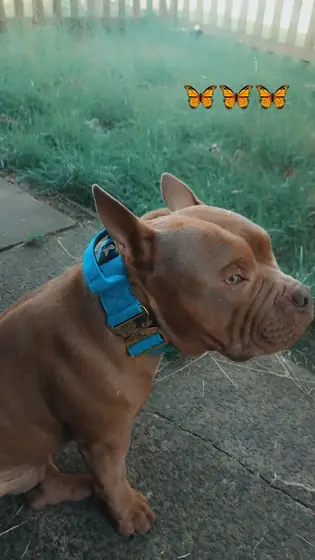 bethany a.&rsquo;s dog wearing the Anubys 5cm Elite Tactical Collar