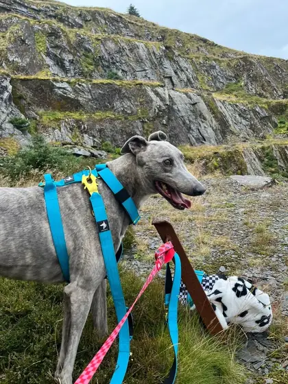Abby L.&rsquo;s dog wearing the Anubys Tactical Harness