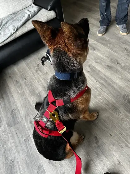 Helena W.&rsquo;s dog wearing the Anubys Tactical Harness