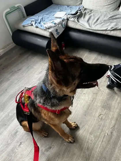 Helena W.&rsquo;s dog wearing the Anubys Tactical Harness