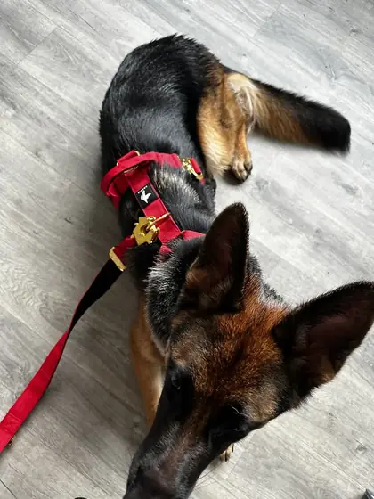 Helena W.&rsquo;s dog wearing the Anubys Tactical Harness