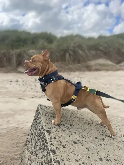 Carly K.&rsquo;s dog wearing the Anubys Tactical Harness