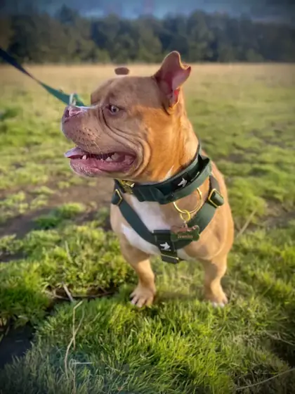 Carly K.&rsquo;s dog wearing the Anubys Tactical Harness