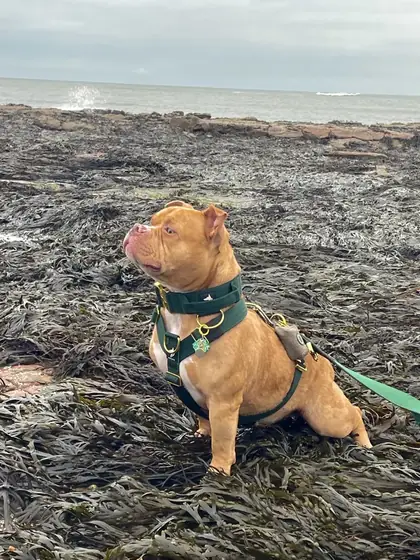 Carly&rsquo;s dog wearing the Anubys 5cm Elite Tactical Collar